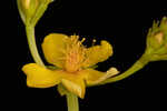 Roundpod St. Johnswort